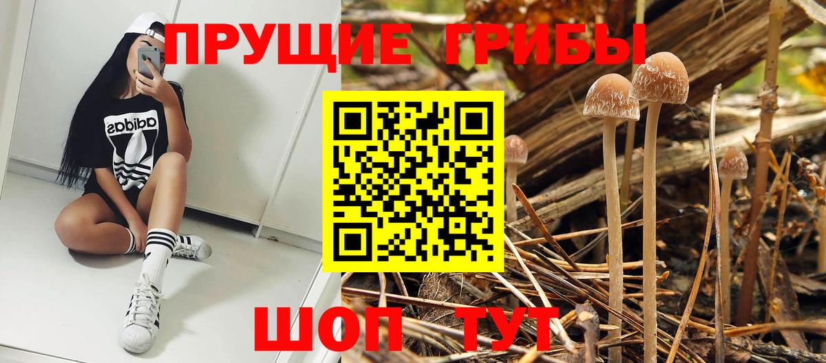 Галлюциногенные грибы Psilocybine cubensis  Вход с VPN  Буйнакск  дарнет шоп  Псилоцибиновые грибы прущие грибы 