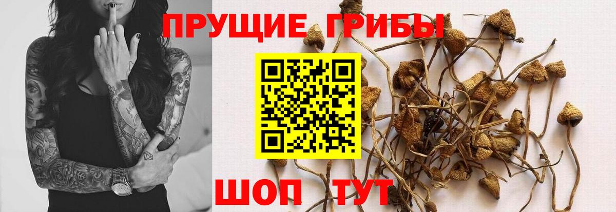 Галлюциногенные грибы мицелий Буйнакск